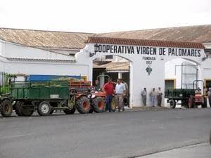 Visitas y catas - Cooperativa Agrícola Virgen de palomares